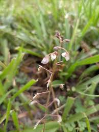 Image result for Grona adscendens