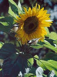 523 Origin Is Unreachable Sunflower Painting Flower Painting Wildlife Art