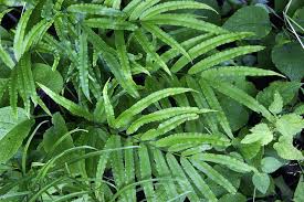 Image result for Pteris similis