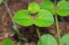 Image result for Vandellia subracemosa