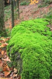 Rock Cap Moss Gardening For Beginners Organic Gardening Moss Plant