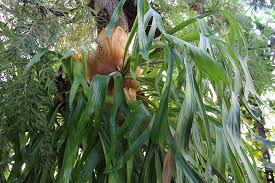 Image result for Platycerium