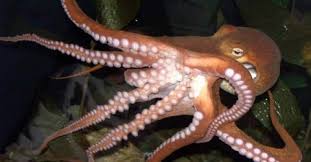 Ahtapot Hakkinda Bilgi Genel Kultur Sitesi