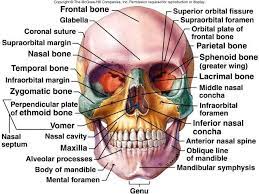 Flashcards Chapter 7 Skull Orthopedics Br Br How Many Skull Bones Div Br Div Studyblue Anatomy Bones Medical Anatomy Anatomy