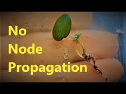 I usually water propagate peperomias, but i will propagate it in small green. Peperomia Ruby Cascade Propagation Update 3 No Node Propagation Youtube