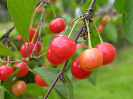 Maybe you would like to learn more about one of these? Sour Cherry Varieties Harvest To Table Spring Blossom Sour Cherry Wisconsin Vacation