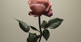 memento mori savegotham savedirkgently on twitter memento mori rose visual