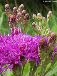 Image result for Vernonia stenocephala