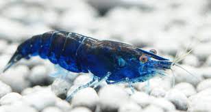 Maybe you would like to learn more about one of these? Amazon Com Aquatic Arts 5 Live Blue Diamond Shrimp Aka Sapphire Shrimp Neocaridina Davidi Breeding Age Adults At 1 2 To 1 Inch Long Pet Supplies