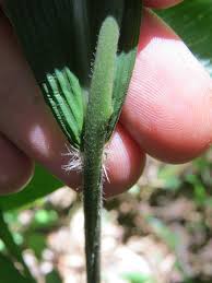 Image result for Setaria sulcata