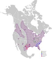 Image result for Achyrospermum carvalhoi