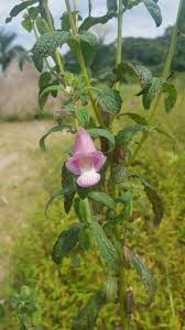 Image result for Sesamum parviflorum