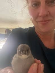 Automatic coop door recommendations?