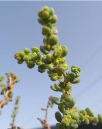 Image result for Suaeda vermiculata