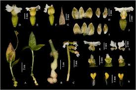 Image result for Cheirostylis