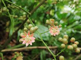 Image result for Illigera