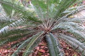 Image result for Cyphia lasiandra