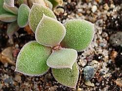Image result for Delosperma tradescantioides
