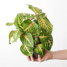 Image result for Iresine herbstii