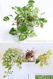 This plant works well indoors, but one of the best choices for low light conditions in a home or office. 12 Best Air Purifying Indoor Plants You Won T Kill A Piece Of Rainbow