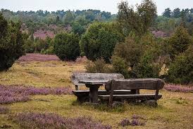 Gestiftete Bank In Der Heide Heide Luneburger Heide Besenheide