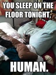 You Sleep On The Floor Tonight Human Source Facebook Friend Naturally Funny Animal Pictures Funny Cute Funny Animals