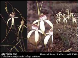 Image result for Orchidaceae
