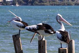 Pelican Party Trick Captured By Liz Sb C Ea Photography Australia Party Hacks Photography Photo