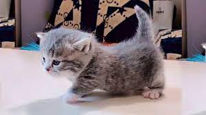 We did not find results for: Tiny Munchkin Kittens That Will Lighten Up Your Day Youtube