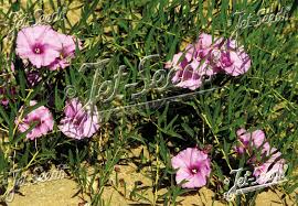 Image result for Ipomoea lapathifolia