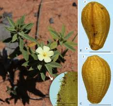 Image result for Turneraceae