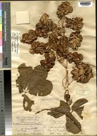 Image result for Dioscorea quartiniana