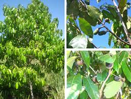 Image result for Hippocratea parviflora
