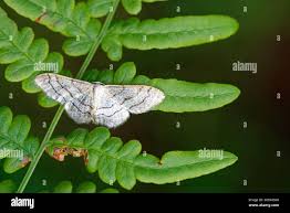 Image result for Idaea biselata