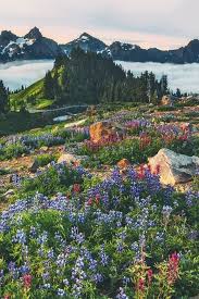 I Have Always Wanted To Be A Travel Photographer I Ve Always Wanted To Go To A Huge Flower Field Log Travel Dreams Inspiration Nature In 2020 Beautiful Landscapes Beautiful Nature Landscape