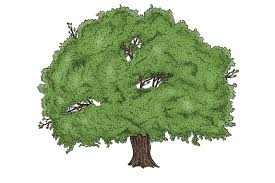 Und erst danach fügen sie die details der rinde und der holzstruktur hinzu. Baum Zeichnen Lerne Realistische Baume Zu Malen