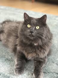 My Baby Girl Animals Beautiful Kittens Cutest Nebelung Cat