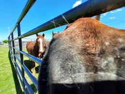 Giddy-up! 🤠Wild horses...