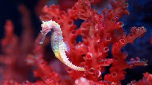 Maybe you would like to learn more about one of these? El Caballito De Mar O Hipocampos Aquarium Costa De Almeria
