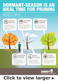 Fall And Winter Tree Pruning Services From Davey Tree Tree Removal Cost Tree Removal Tree Care