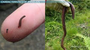 The annelids /ˈænəlɪdz/, also known as the ringed worms or segmented worms, are a large phylum, with over 22,000 extant species including ragworms, earthworms, and leeches. Phylum Annelida Characteristics Classes Examples Video Lesson Transcript Study Com