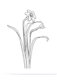 Coloring Page Daffodil Dm9961 Jpg 531 750 Pixels Malvorlagen Kunstbilder Narzissen