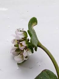 Image result for Halopegia