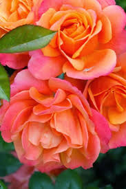 We did not find results for: Beautiful Flowers On Twitter Beautiful Flowers Beautiful Roses Flowers