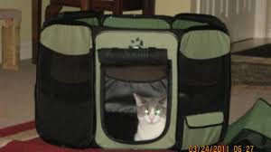 In the weeks before the move, set out some empty moving boxes for her to explore and get comfortable with. Octagon Cat Pen Review A Great Way To Travel And Move Across The Country With Cats Pethelpful By Fellow Animal Lovers And Experts