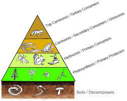 How exactly do people process perceptual information from the world around them? The Top Down Vs Bottom Up Control In An Ecosystem Eco Intelligent