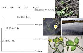 Image result for Laurembergia