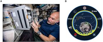Furthermore, a positive effect of red light in counteracting the stress caused by microgravity on cell growth and proliferation in the root. Frontiers No Effect Of Microgravity And Simulated Mars Gravity On Final Bacterial Cell Concentrations On The International Space Station Applications To Space Bioproduction Microbiology