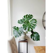 Plants Indoorplants Indoorgardening Monstera Monsteradeliciosa Greenleaf Green Ev Icinde Bitki Bakimi Ev Bitkileri Ev Bitkisi
