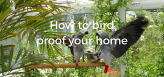 How To Bird Proof Your Home Exoticdirect